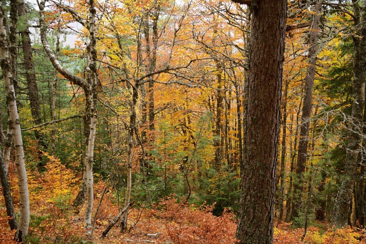 Automne dans les bois
