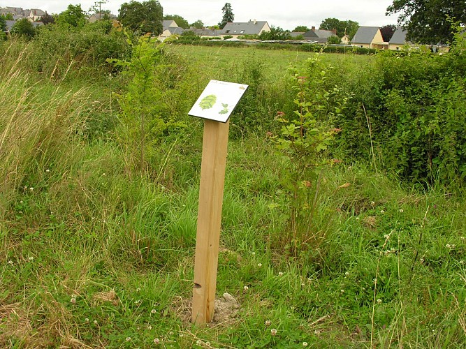 SENTIER D'INTERPRÉTATION DES CHAPONNEAUX