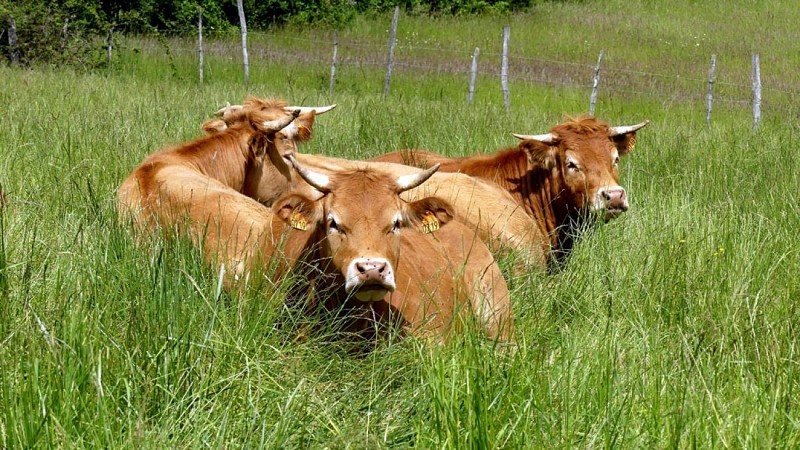 Du château au moulin