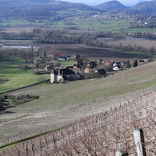 Dans les vignes de Jongieux