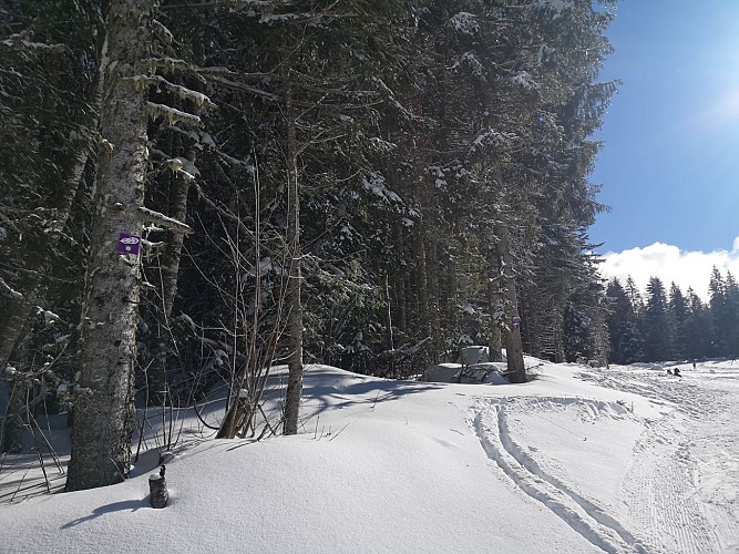 Itinéraire raquettes - Boucle du Col de Porte