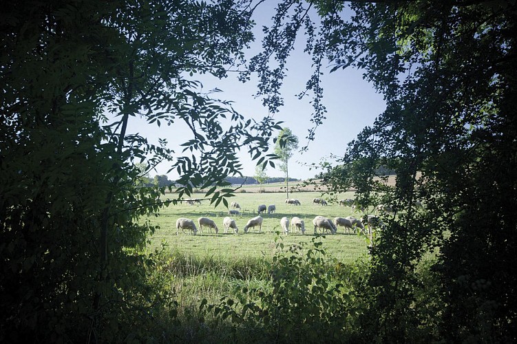 Balade autour d'Anonvilla