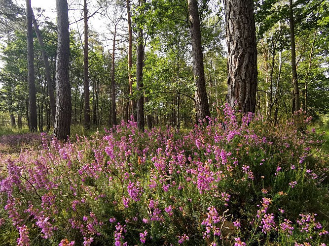 Chemin de la Minardière - BILLY