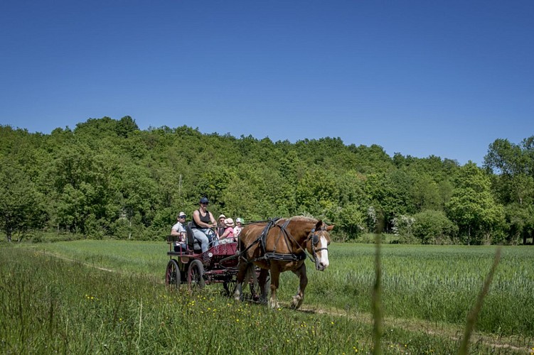 Balade-en-caleche-dans-les-vigne-thore