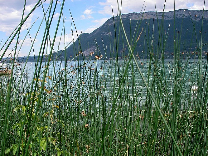 Sentier de découvertes "Les Roselières"