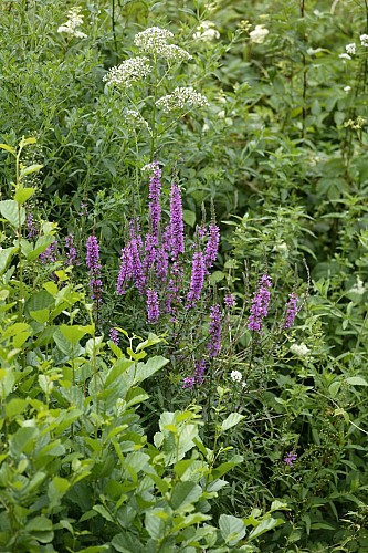 Circuit pédestre La petite Finlande - Vosges du sud