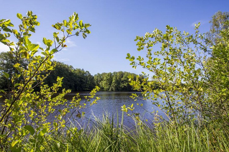 Circuit pédestre "Etangs et prairies" - Vosges du sud