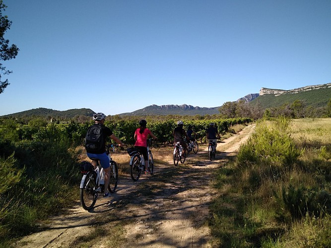 Tour guidé à vélo électrique et Dégustation en Pic Saint Loup