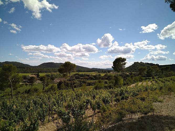 Tour guidé à vélo électrique et Dégustation en Pic Saint Loup