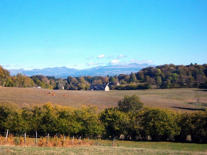 Le champ des oiseaux