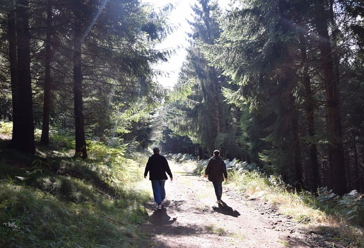 Chemin de sous-bois sentier petit naturaliste