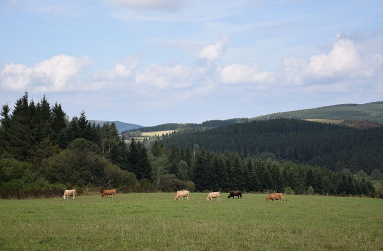 Prairie sentier du petit naturaliste