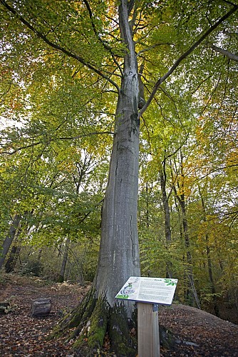 Panneau arboretum bois did Courrière 2020 - D. Steenhaut - light