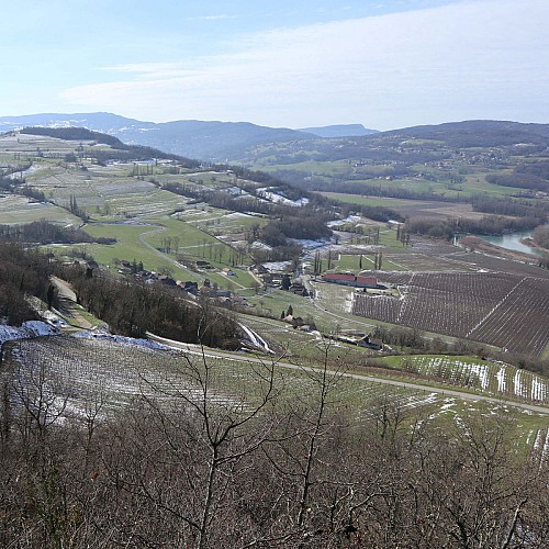 Au dessus de Vraisin, les vignes de Jongieux