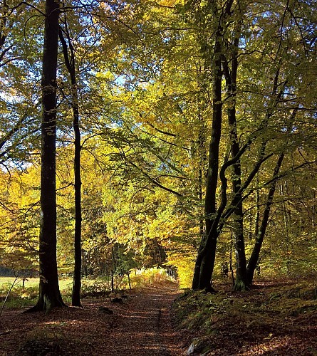 Base Uni'Vert Trail des Monts d'Ambazac - Le sentier de l'Ermite_2