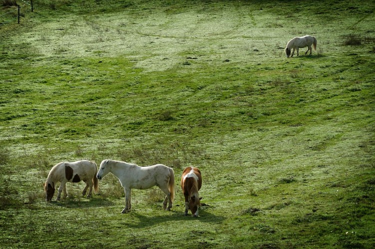 Base Uni'Vert Trail des Monts d'Ambazac - Le sentier des bonshommes_2