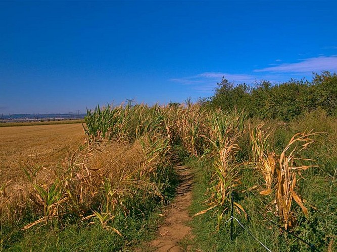 Labyrinthe végétal, Vigy