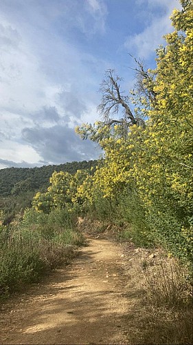 De La Colle aux Mimosas