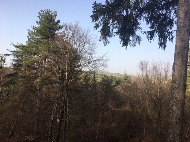 Balade à la découverte de l'oppidum de Montaigu