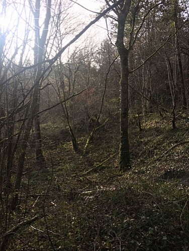 Balade à la découverte de l'oppidum de Montaigu