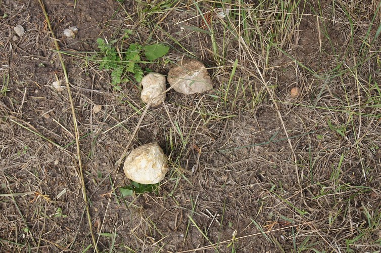 Boissy-aux-cailles_cailloux ronds appelés cailles