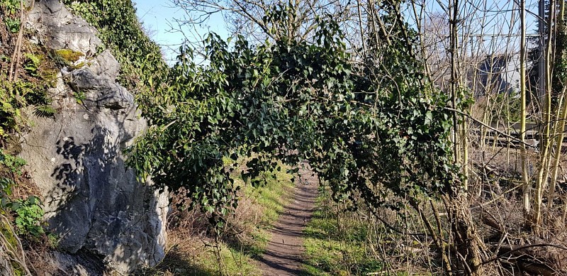 La réserve naturelle "Aux Roches" au départ de la bibliothèque de Flémalle (centre)
