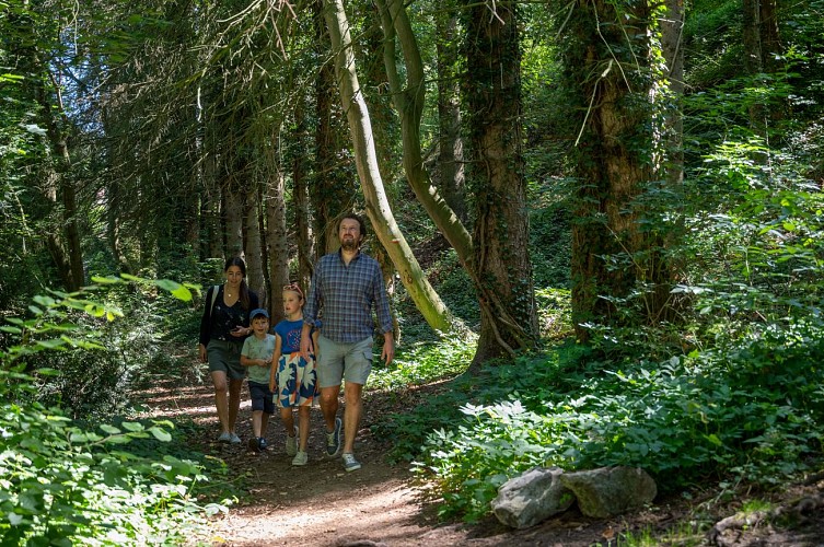 Promenade famille en forêt