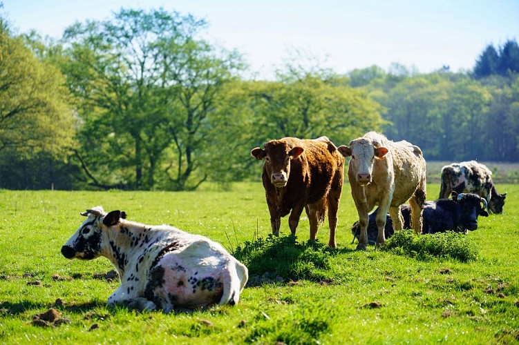 Ciney_Serinchamps_23042020_021 BD