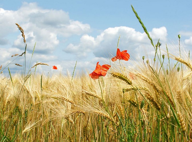 Ble-et-Coquelicot-en-Loir-et-Cher