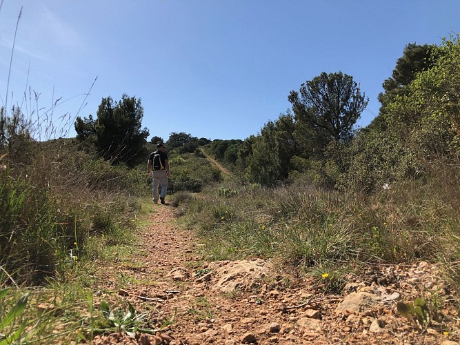 sur les abords d'Aumelas