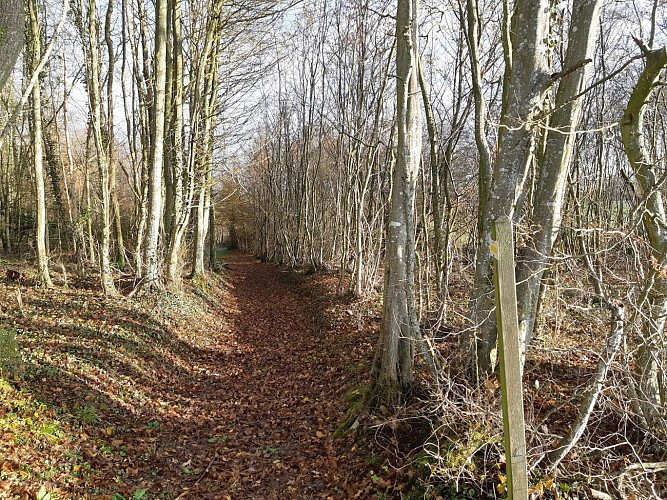 Circuit du Moulin et des Etangs de Bresse