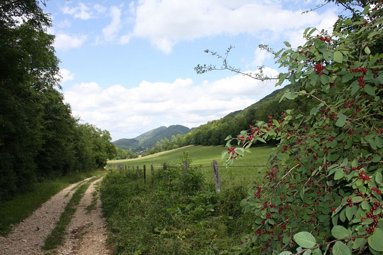 Randonnée  - Tour des trois monts par les ruines de Montfort