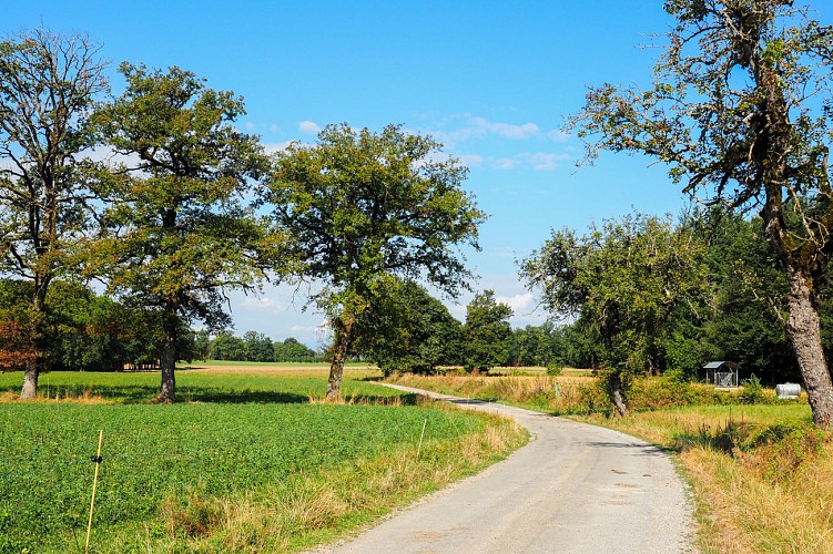 Hiking loop: Boucle de Loëx