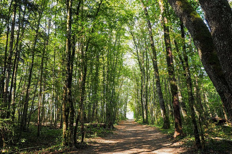 Boucle de Loëx - Chemin dans la forêt