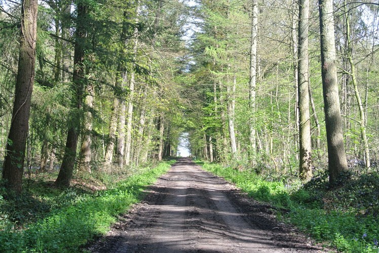 Promenade des Princes