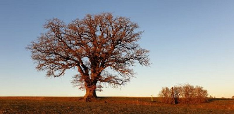 Chêne Centenaire