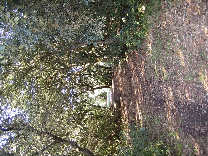 Traversée du bois des Communaux