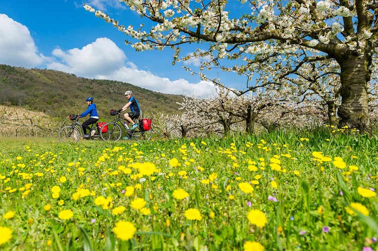 Cyclistes sur ViaRhôna au printemps