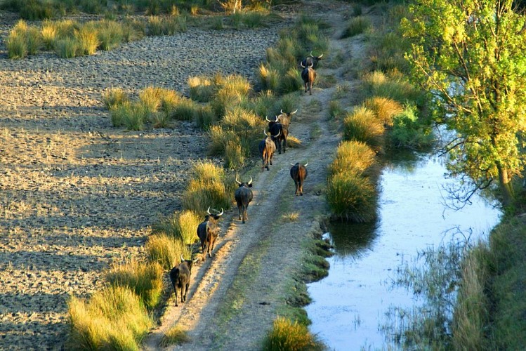 Bulls in the Gard Camargue