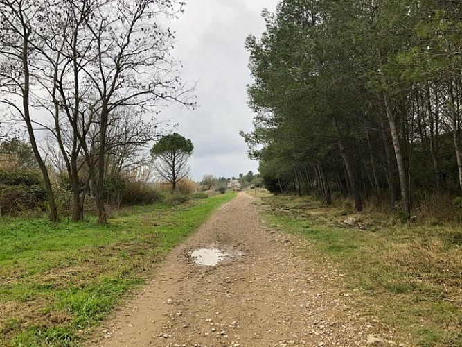 sur les traces du chemin de fer Montpellier-Rabieux