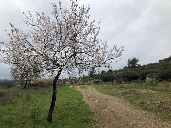 sur les traces du chemin de fer Montpellier-Rabieux