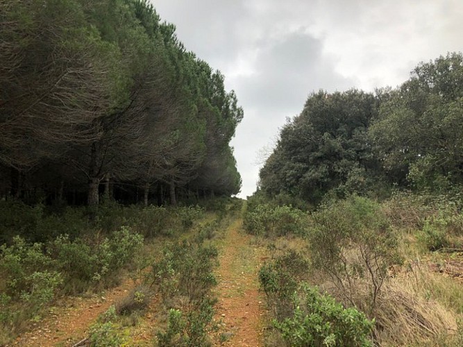 sur les traces du chemin de fer Montpellier-Rabieux