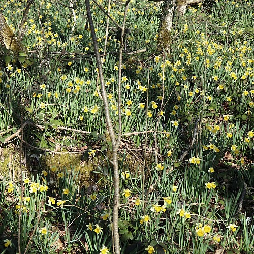 Sous bois en mars...