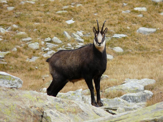 Chamois randonnées les Karellis