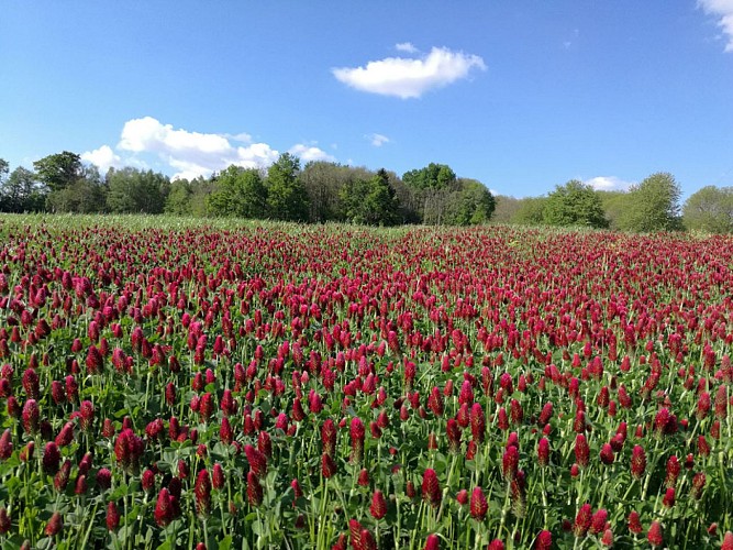 Trail des Roches de Scoeux