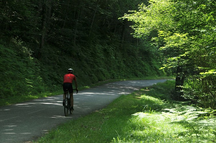 Le bois du Bager