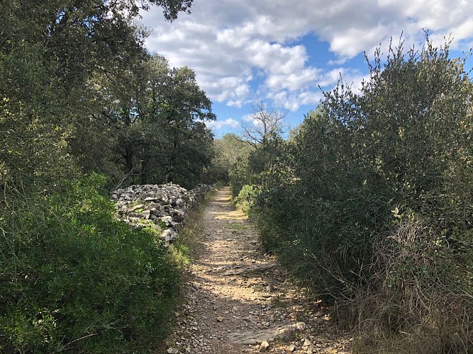 Dans la garrigue de Pignan