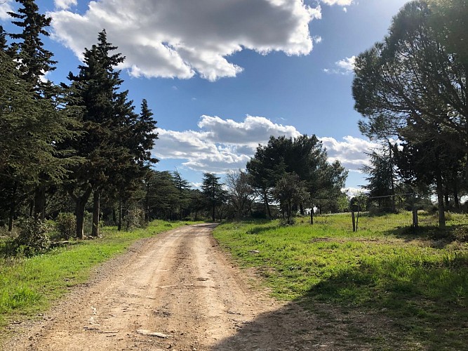Dans la garrigue de Pignan