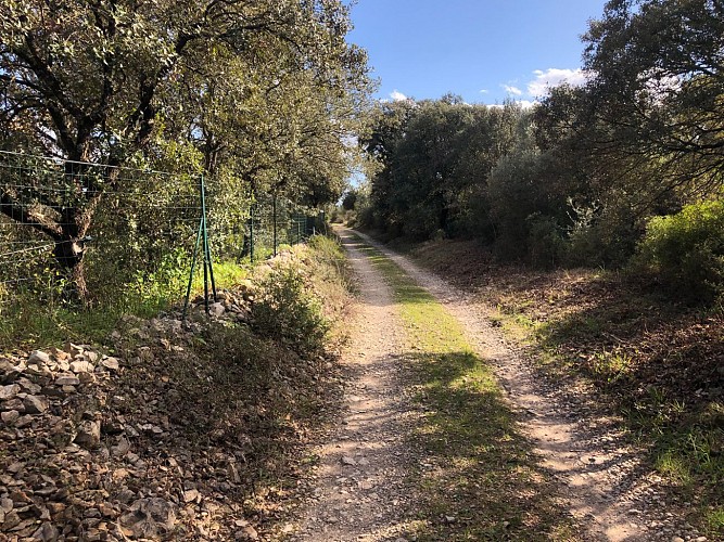 Dans la garrigue de Pignan