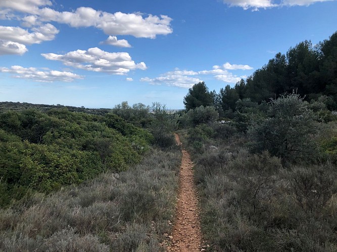 Dans la garrigue de Pignan